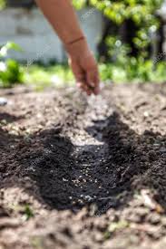 Read more about the article Good Soil